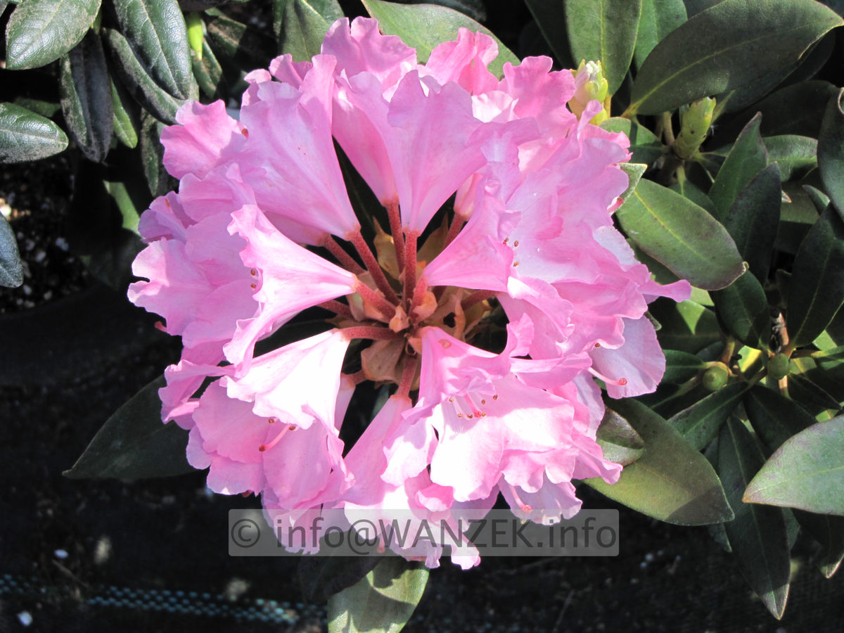 Rhododendron yakushimanum Pink Cherub 1.JPG